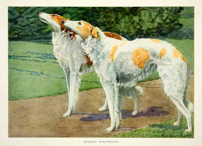 1919 Color Print Russian Wolfhound Animal Dog Breed Pets Louis Fuertes Art NGM5