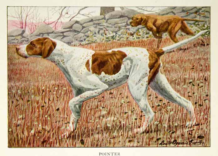 1919 Color Print Pointer Dogs Breed Pets Animals Louis Agassiz Fuertes Art NGM5