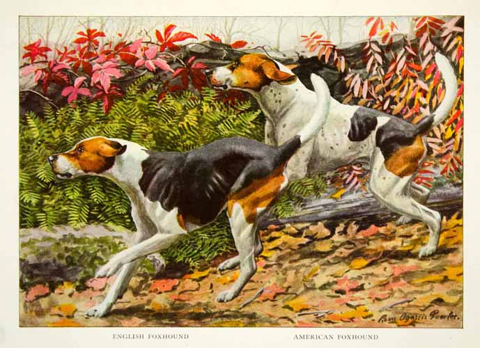 1919 Color Print American English Breed Foxhound Dog Pet Louis Fuertes Art NGM5