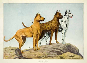 1919 Color Print Great Danes Dogs Animal Breeds Louis A Fuertes Art Pets NGM5