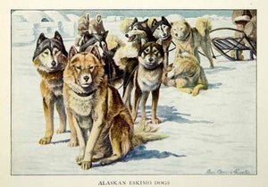 1919 Color Print Alaskan Eskimo Dogs Sled Animals Louis Fuertes Art Pets NGM5