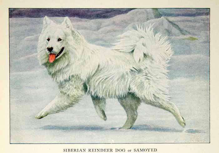1919 Color Print Siberian Reindeer Dog Samoyed Animal Breed Louis Fuertes NGM5