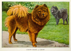 1919 Color Print Chow Chow Dogs Breed Animals Louis A Fuertes Art Pets NGM5