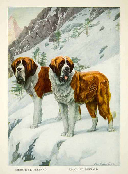 1919 Color Print Smooth Rough Saint Bernard Breed Dogs Louis