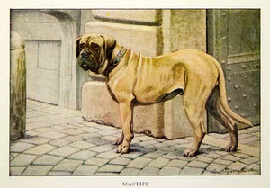1919 Color Print Mastiff Breed Dogs Louis Fuertes Art Pets Animals Portrait NGM5