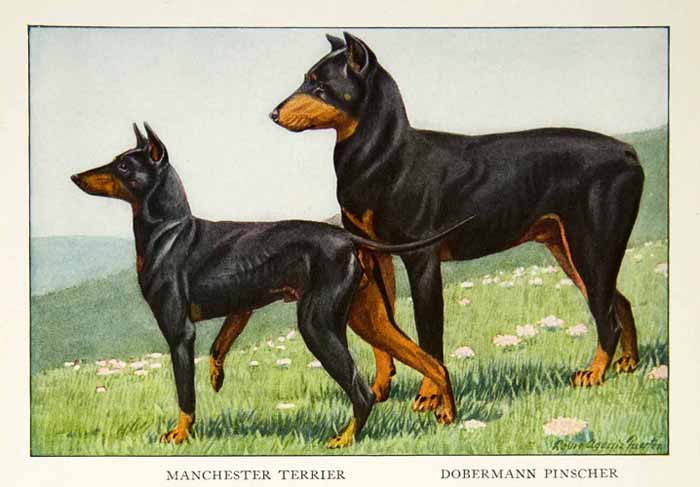 1919 Color Print Manchester Terrier Dobermann Pinscher Dog Louis Fuertes NGM5