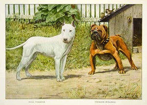 1919 Color Print Bull Terrier English Bulldog Breed Dog Louis Fuertes Art NGM5