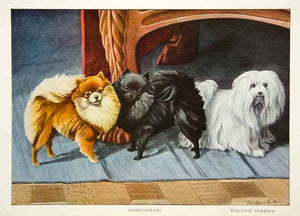 1919 Color Print Pomeranian Maltese Terrier Dog Breed Louis Fuertes Art Pet NGM5