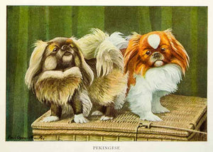 1919 Color Print Pekingese Dog Breed Louis Agassiz Fuertes Art Pets Animals NGM5