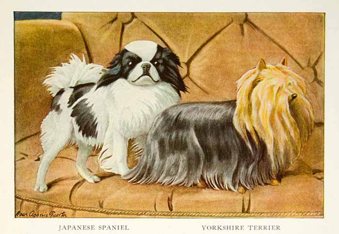 1919 Color Print Japanese Spaniel Yorkshire Terrier Dog Louis Fuertes Art NGM5