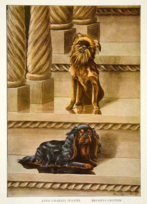 1919 Color Print King Charles Spaniel Brussels Griffon Dog Louis Fuertes NGM5