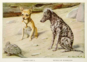 1919 Color Print Chihuahua Mexican Hairless Dog Breed Turtle Louis Fuertes NGM5