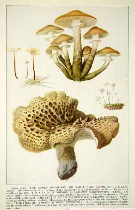 1920 Color Print Mushrooms Honey Oak Fungus Garlic Little Wheel Finnish NGM5