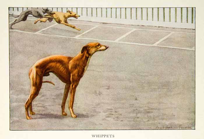 1919 Color Print Whippet Dogs Breed Louis Agassiz Fuertes Art Pets