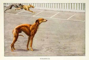 1919 Color Print Whippet Dogs Breed Louis Agassiz Fuertes Art Pets Animals NGM5