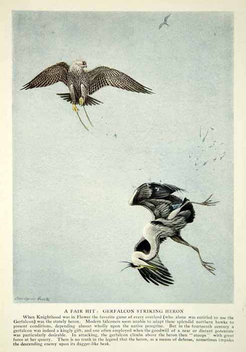 1920 Color Print Gerfalcon Heron Birds Louis Fuertes Art Animals Wildlife NGM5