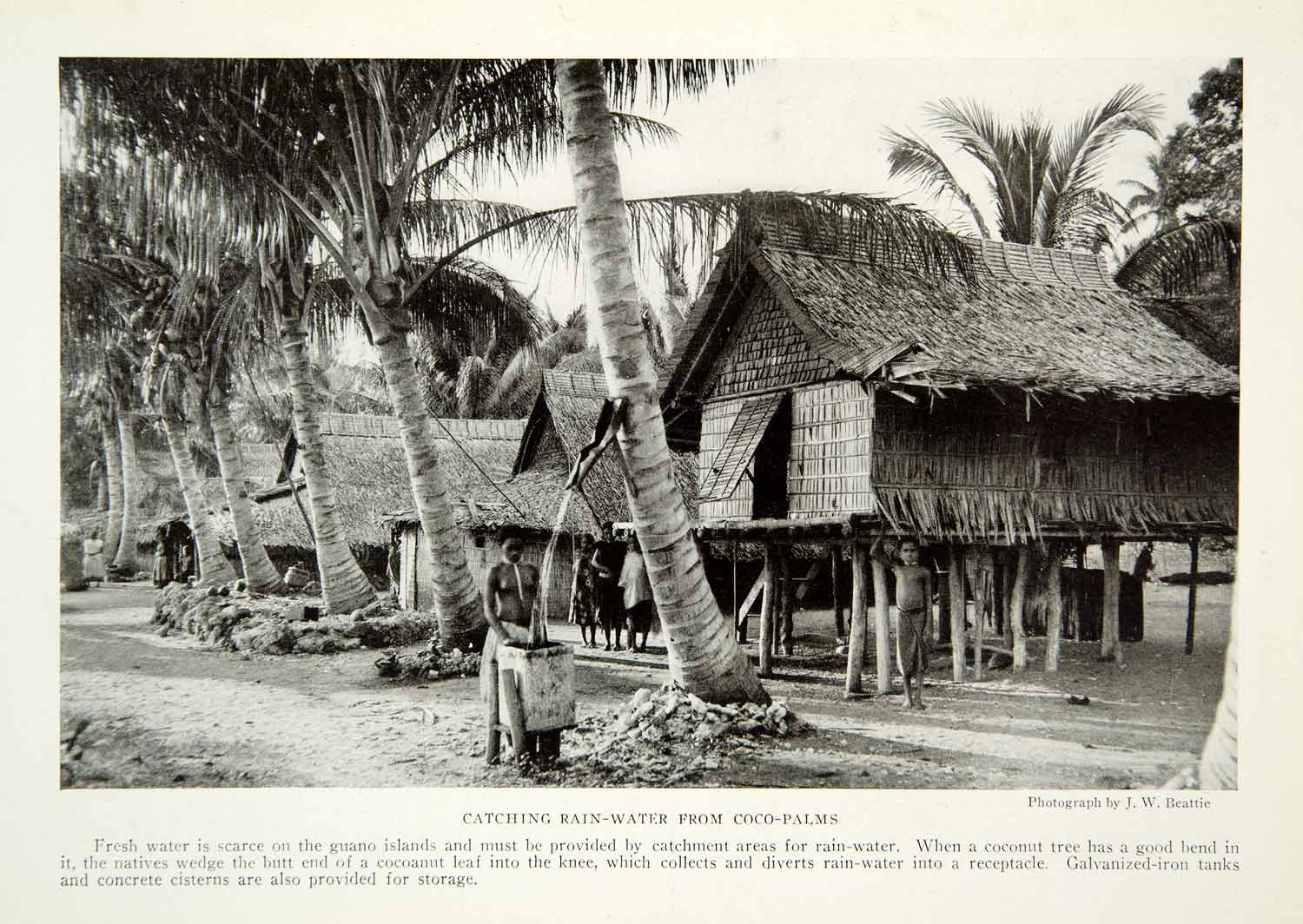 1921 Print Rain Water Native Indigenous Coco Palm Tree Island Pacific Hut NGM7