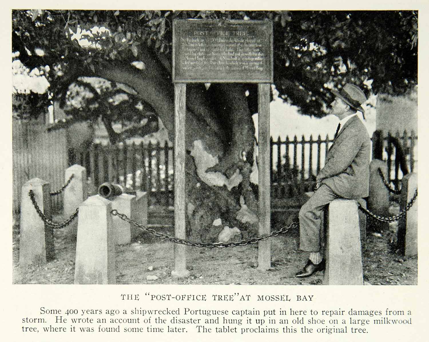 1931 Print Post Office Tree Portuguese Captain Mossel Bay Landmark Africa NGM7