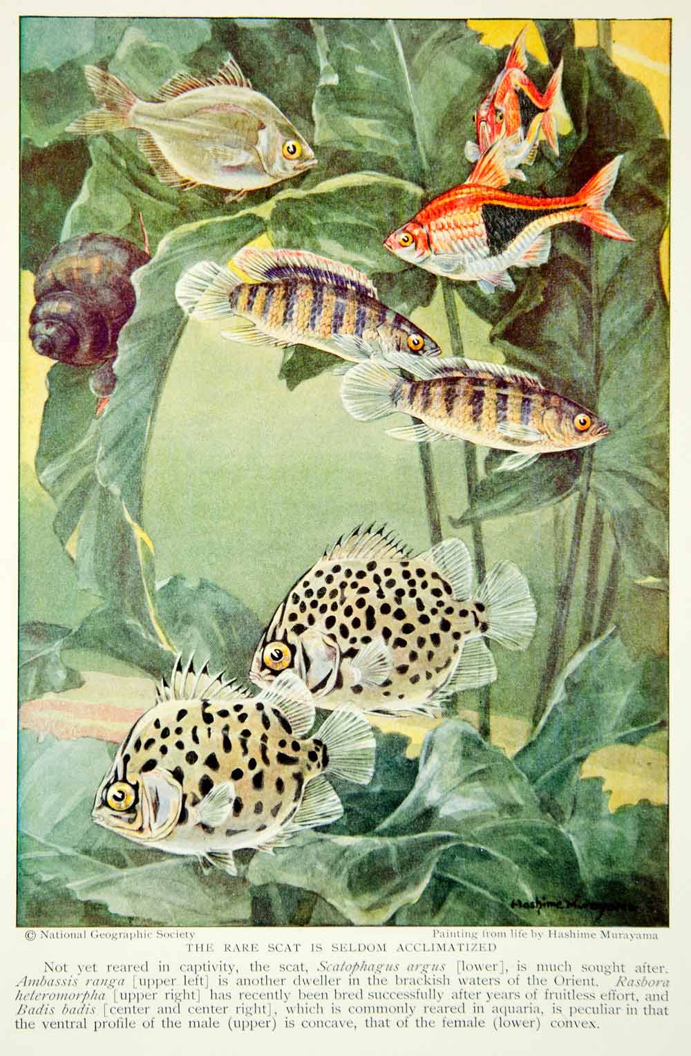 1931 Color Print Hashime Murayama Scat Scatophagus Badis Marine Fish Orient NGM7