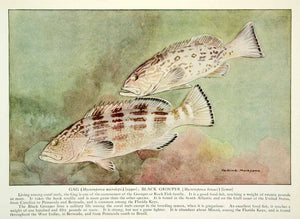 1922 Color Print Hashime Murayama Gag Black Grouper Rock Fish Marine Keys NGM7