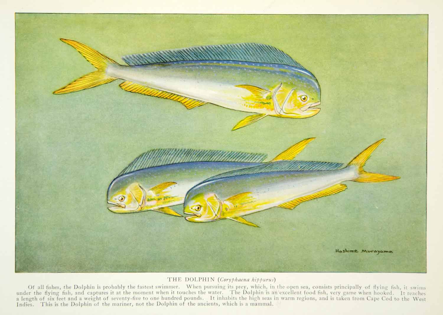 1922 Color Print Hashime Murayama Dolphin Fish Swim Marine Cape Cod Indies NGM7