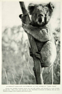 1931 Print Australia Koala Bear Wildlife Animal Marsupial Historical Image NGM8