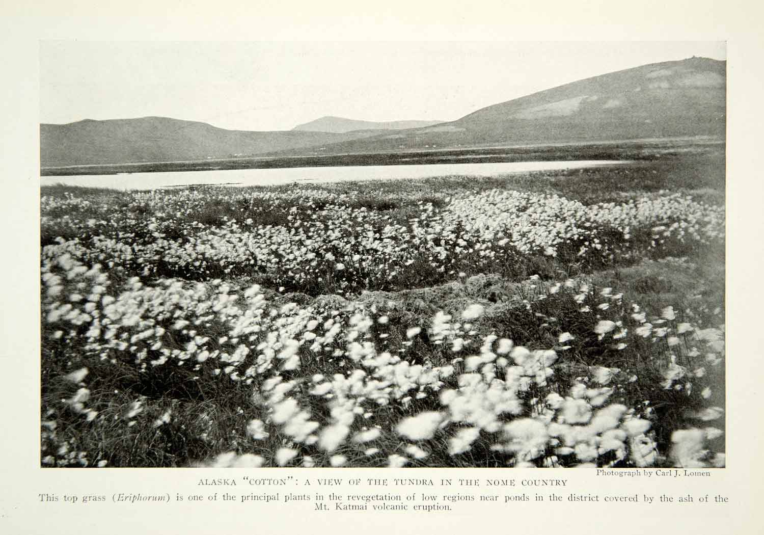 1922 Print Alaska Cotton Fields Nome Agriculture Fields Historical Image NGM8
