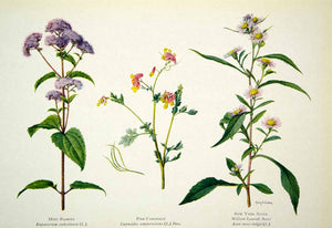 1922 Color Print Flowers Botanical Mist Flower ink Corydalis New York Aster NGM8