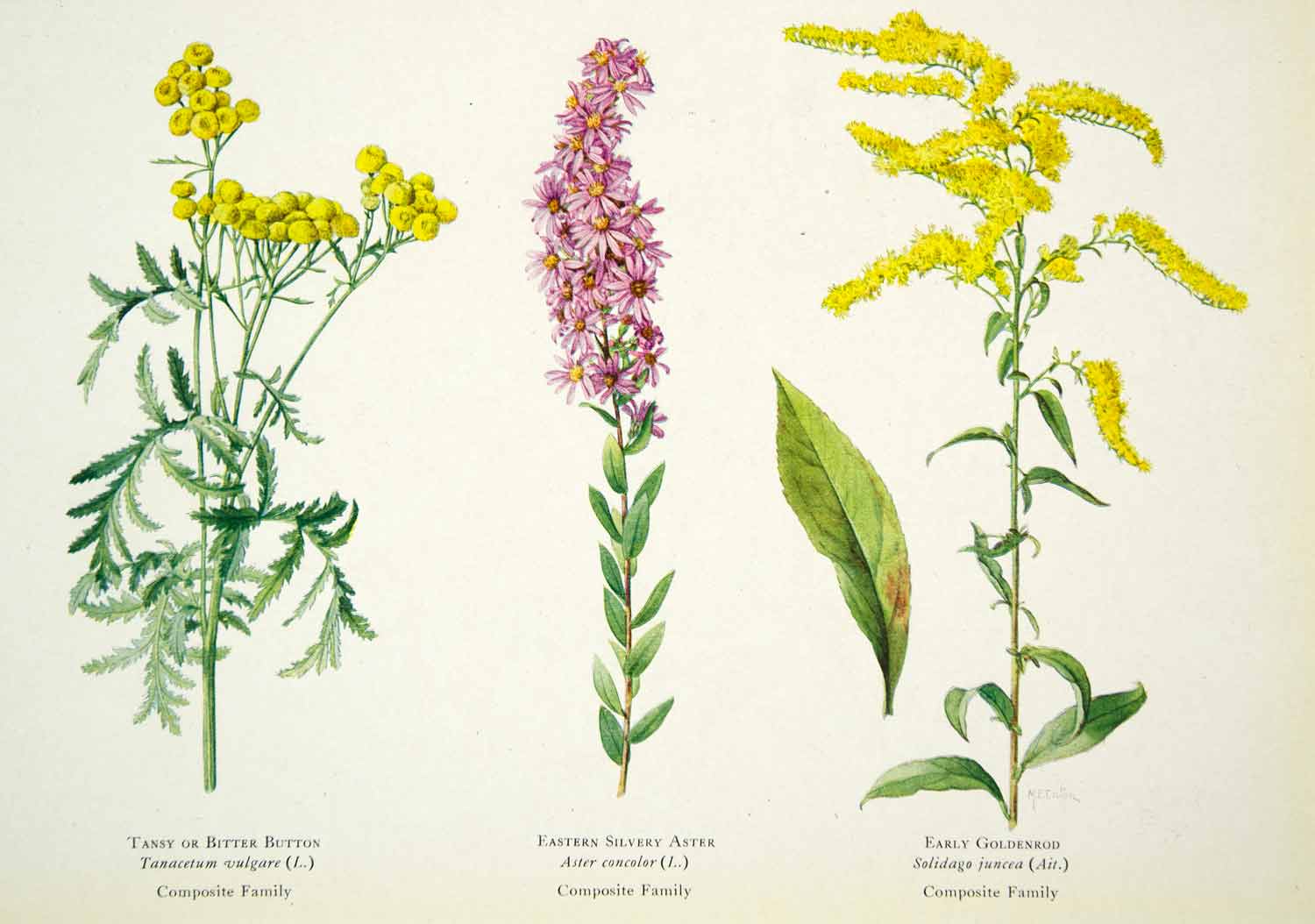1922 Color Print Tansy Bitter Button Eastern Silvery Aster Goldenrod Image NGM8