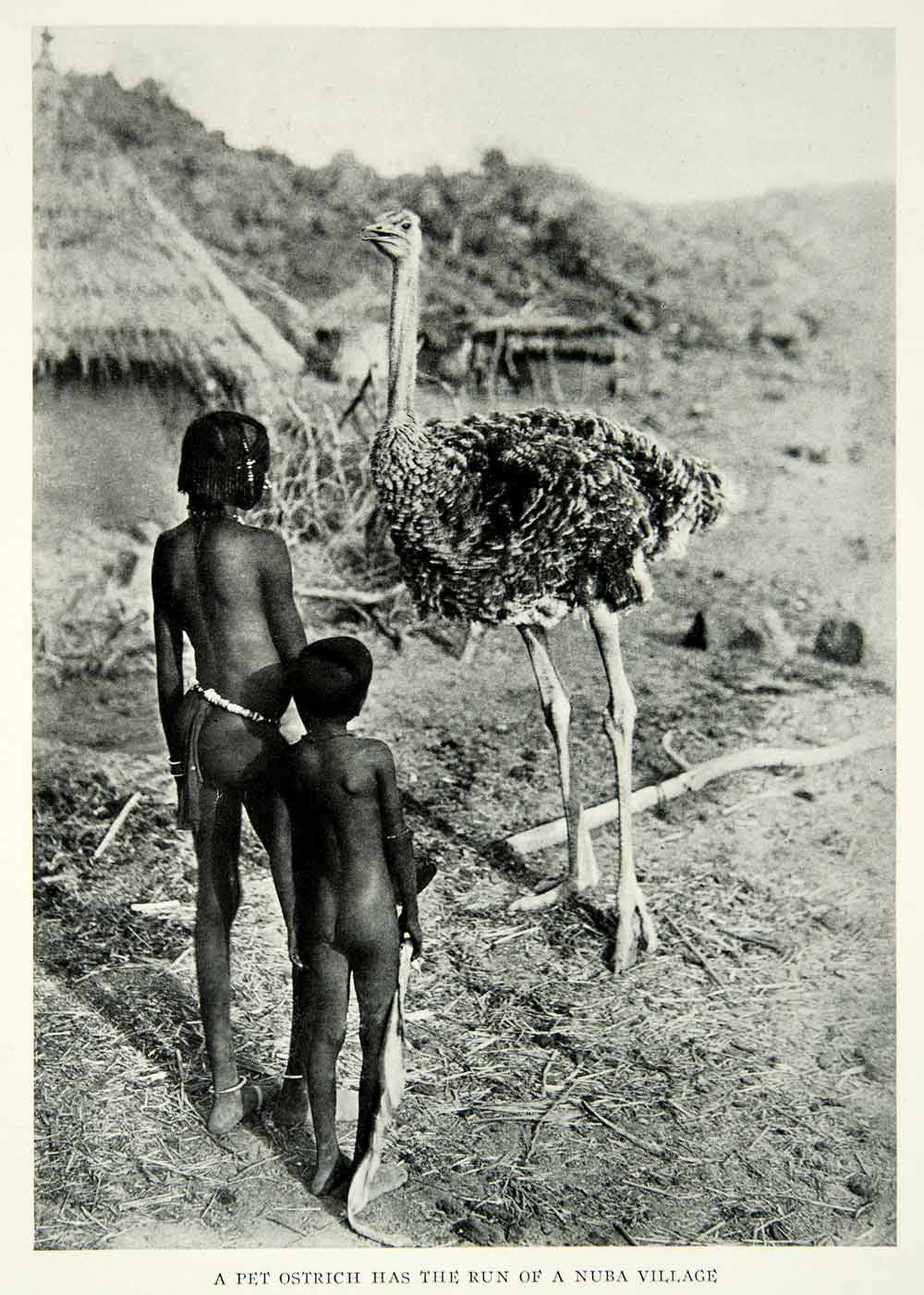 1929 Print Nubas Abu Zabad Sudan Tribesmen Ostrich Pet Historical Image NGM9
