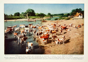 1932 Color Print Hungarian Cattle Miskolcz Hungary Farmer Agriculture Image NGM9