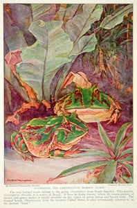 1932 Color Print Horned Toad Ceratohrys Dorsara Animal Wildlife Image Frog NGM9