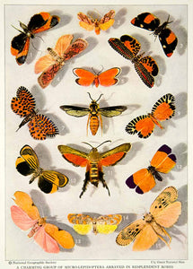 1929 Color Print Insects Bugs Wings Lepidoptera Klugii Historical Image NGM9