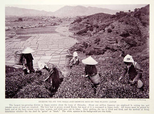 1923 Print Agriculture Japan Tea Harvest Rice Patties Traditional Dress NGMA1