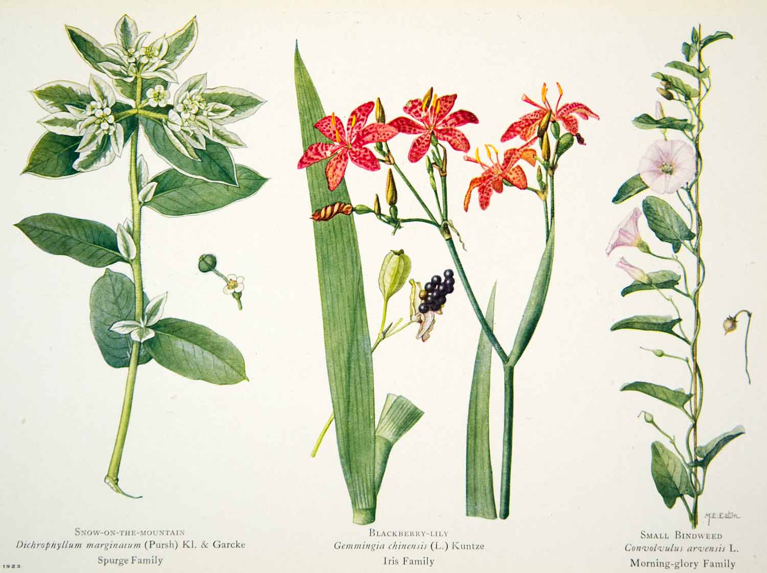 1924 Color Print Snow On Mountain Blackberry Lily Bindweed Botanical NGMA1