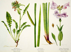 1924 Color Print Flowers Woodbetony Sweetflag Cobaea Pentstemon Botanical NGMA1