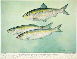 1923 Color Print Fish Alewife Branch Blear Eyed Herring Gaspereau North NGMA1
