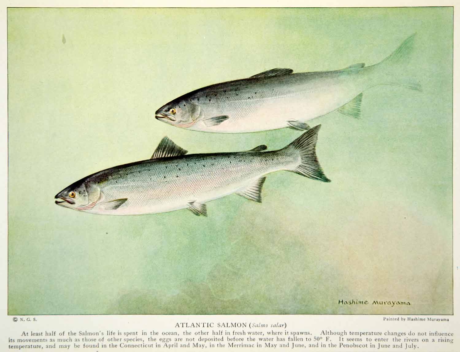 1923 Color Print Atlantic Salmon Salmo Salar Fish Ocean Fins Hills NGMA1