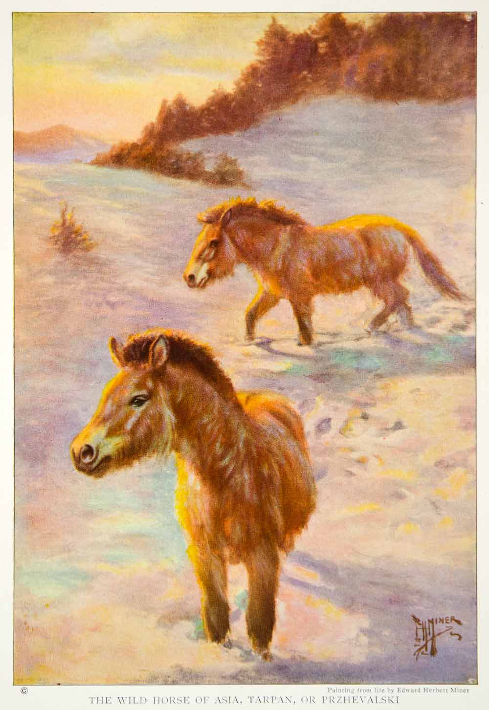 1923 Color Print Tarpan Wild Horse Przhevalski Extinct Eurasia Asian NGMA1