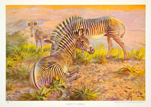 1923 Color Print Grevy's Zebra Wildlife Animal Safari Stripes Edward NGMA1