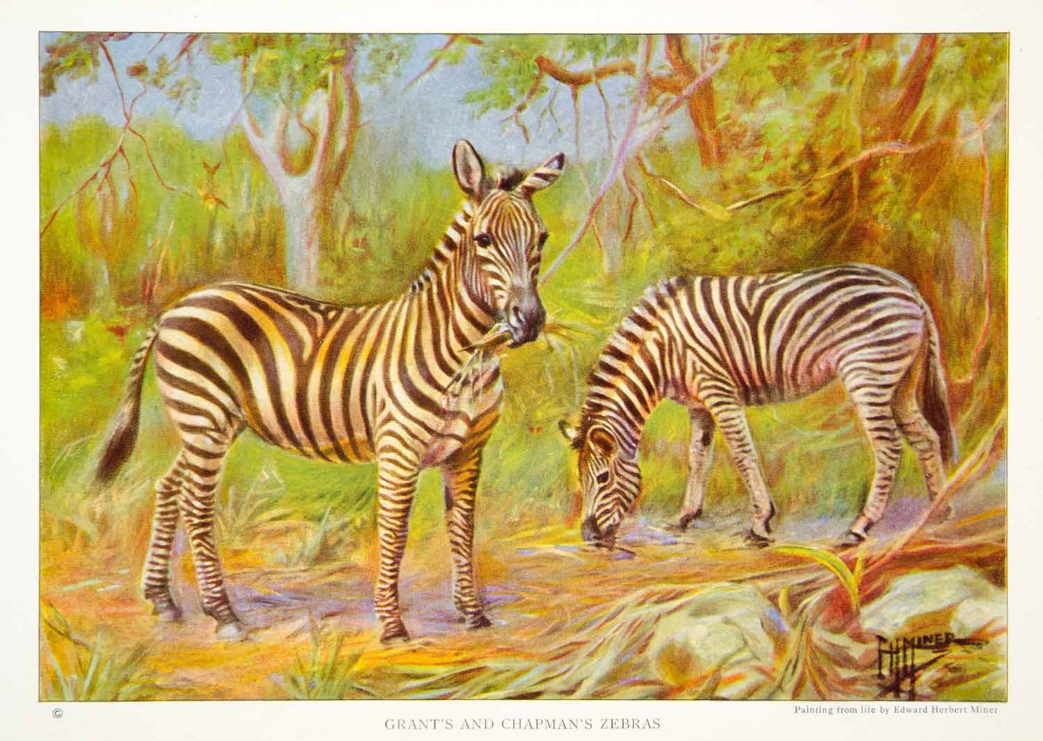 1923 Color Print Grant's Chapman's Zebra Plains Wildlife Animals Edward NGMA1
