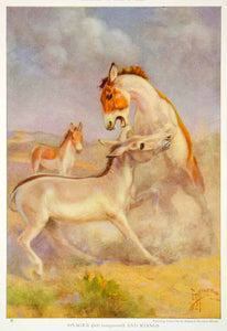 1923 Color Print Onager Kiang Donkey Wildlife Animals Tibetan Asiatic NGMA1
