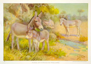 1923 Color Print Nubian Somaliland Somali Donkey Wildlife Nature Animals NGMA1
