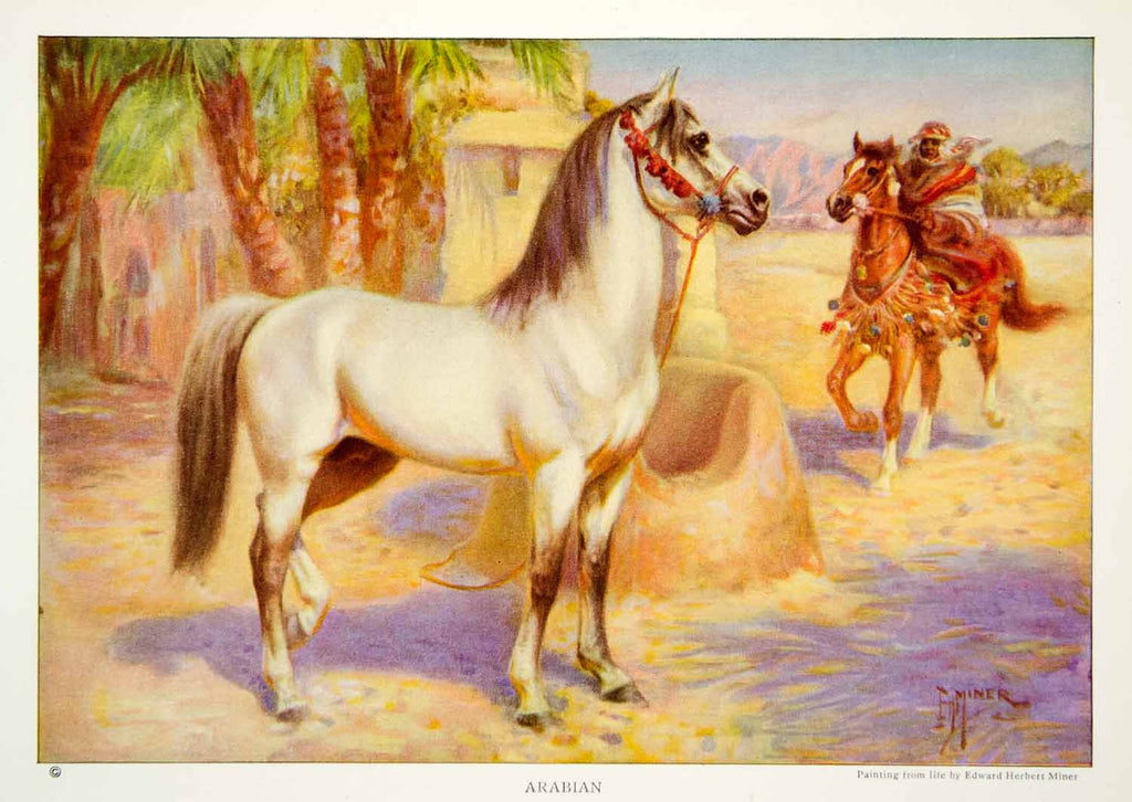 1923 Color Print Arabian Horse Rider Peninsula Equestrian Animal Edward NGMA1 - Period Paper
