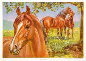 1923 Color Print Morgan Breed Horse Equestrian American Edward Miner Image NGMA1