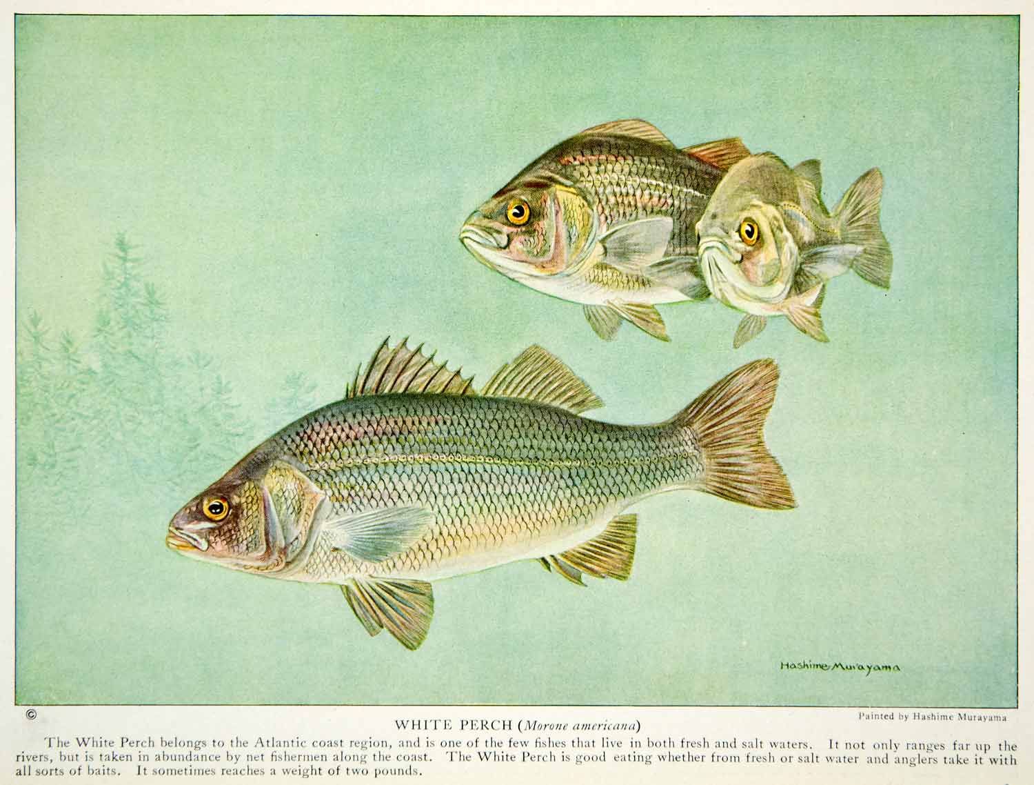 1923 Color Print White Perch Fish Atlantic Coast United States Wildlife NGMA1