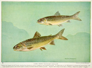 1923 Color Print American Great Lake Trout Fish Gills Tail Wildlife NGMA1