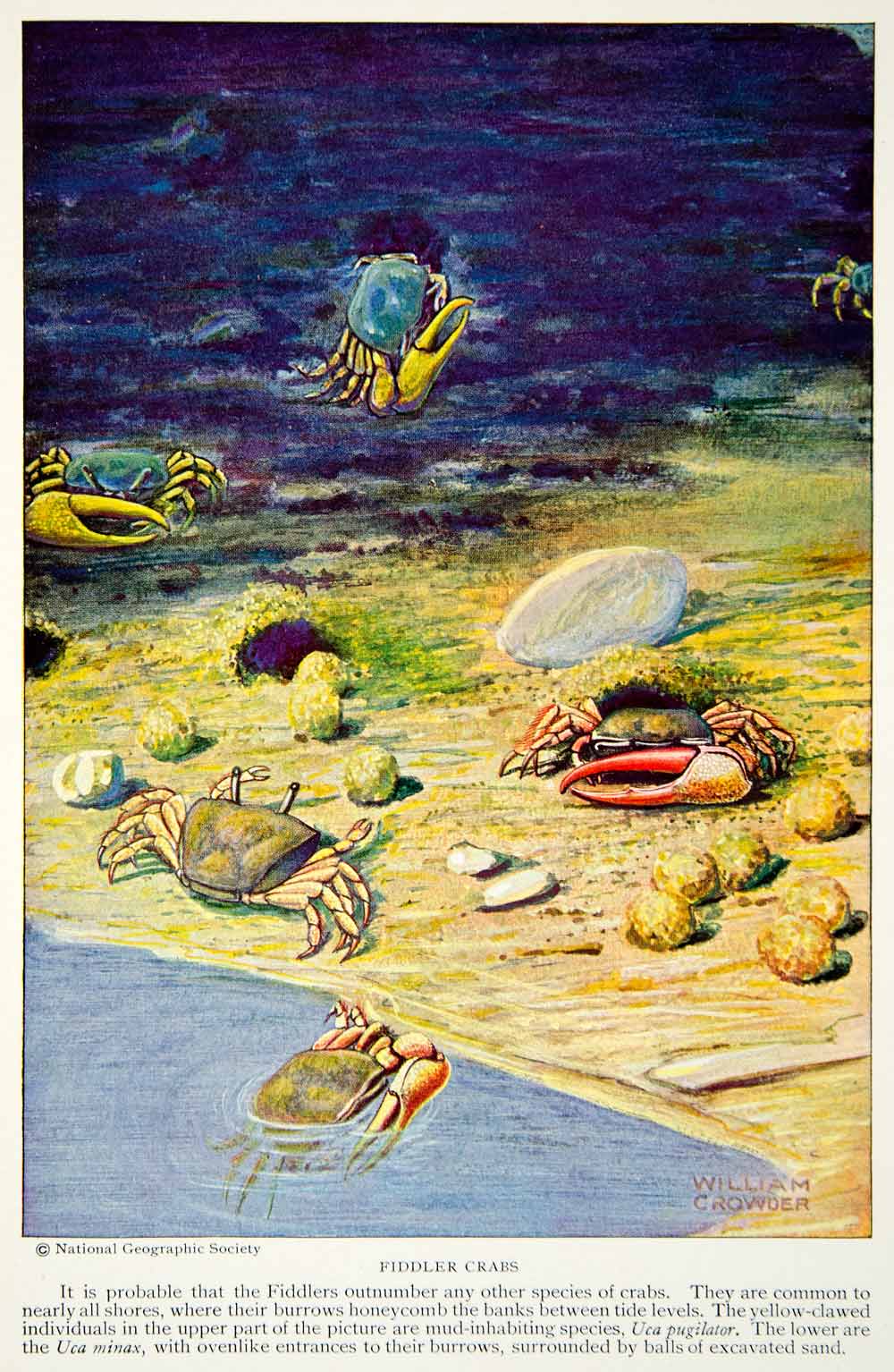 1928 Color Print Fiddler Crabs Shoreline Creatures Ocean Wildlife Animals Claws