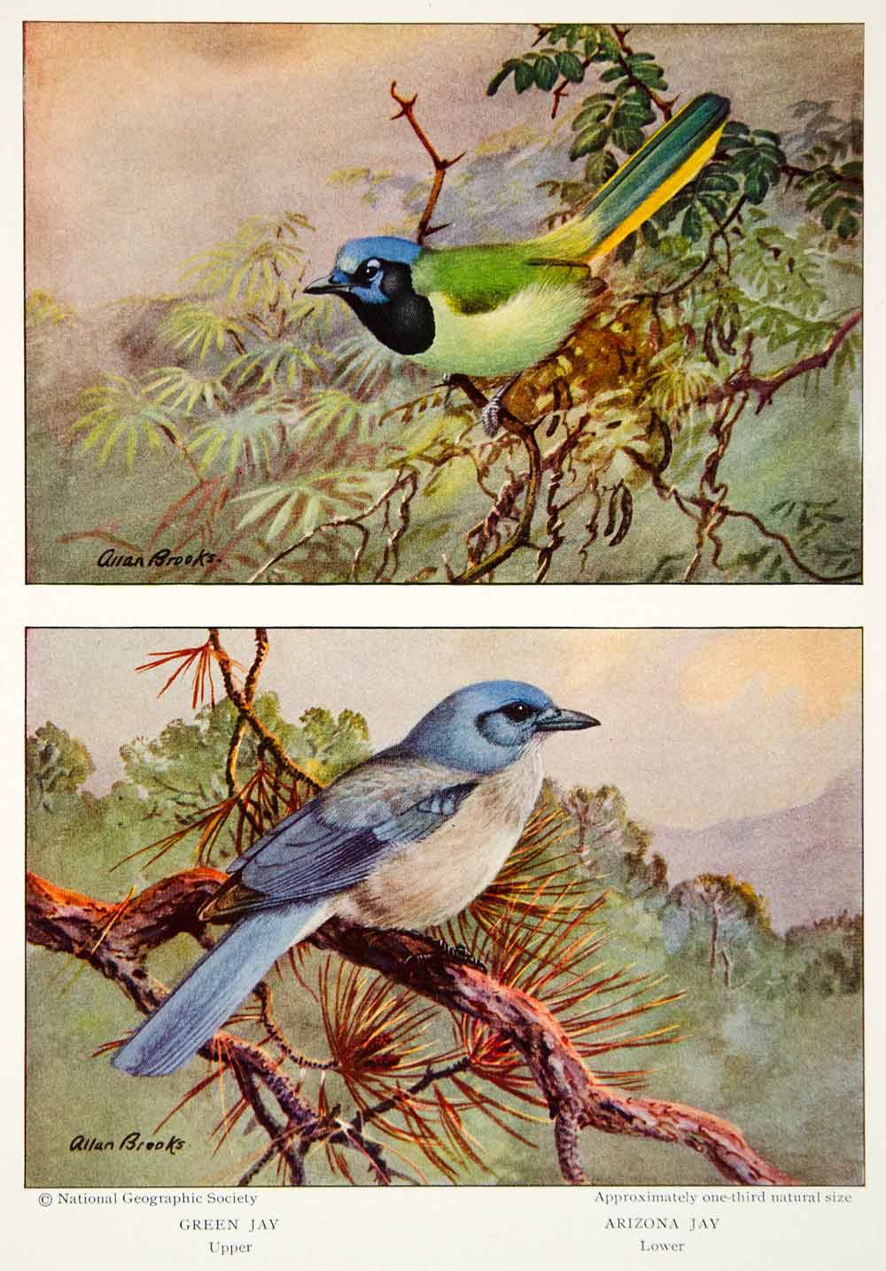 1933 Color Print Green Arizona Jay Bird Wildlife Animal Feathers Image NGMA3