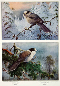 1933 Color Print Oregon Canada Jay Bird Wildlife Animals Image Nature Beak NGMA3